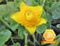 Preview: Caltha palustris Multiplex - Sumpfdotterblume gefüllt